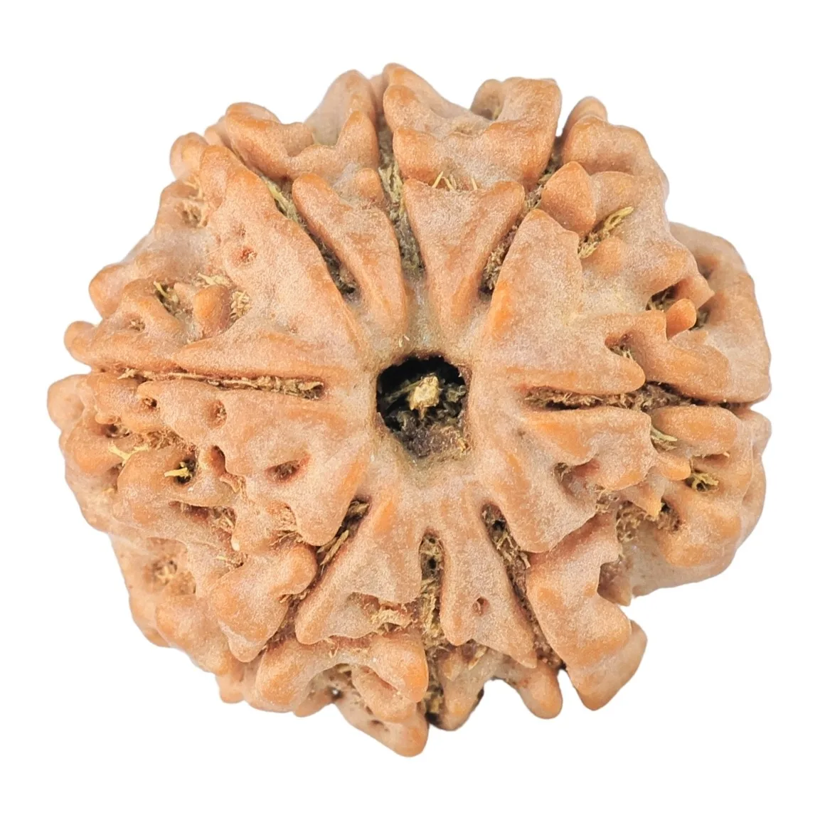 8 Mukhi Rudraksha 22.3mm 4gm - Rudraksha