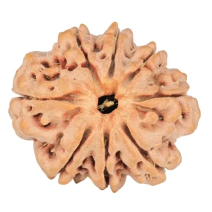 8 Mukhi Rudraksha 24.1mm 3.89gm - Rudraksha