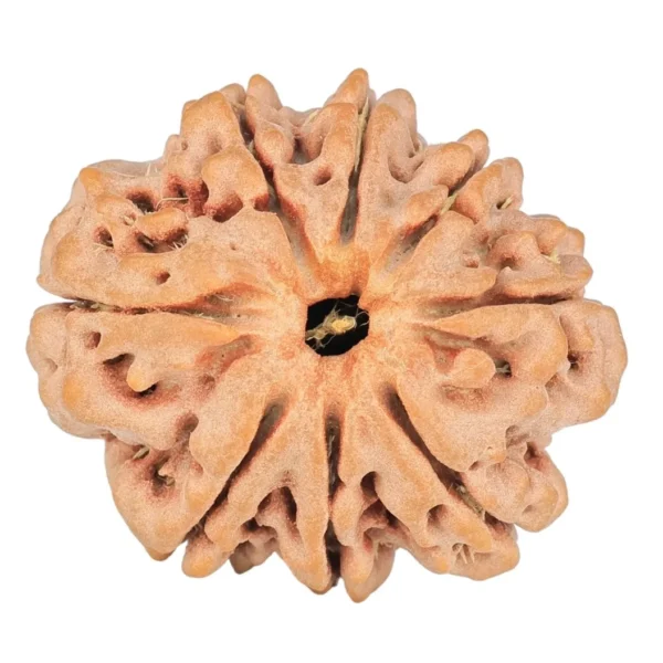 8 Mukhi Rudraksha 24.1mm 3.89gm - Rudraksha