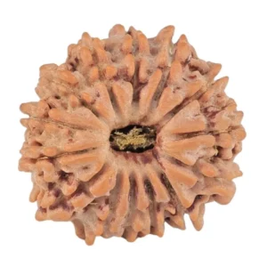 14 Mukhi Rudraksha 20.1mm 2.5gm - Rudraksha