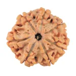 7 Mukhi Rudraksha 26.3mm 5.57gm - Rudraksha