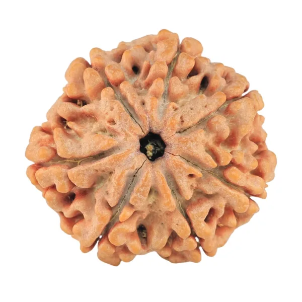 7 Mukhi Rudraksha 26.3mm 5.57gm - Rudraksha