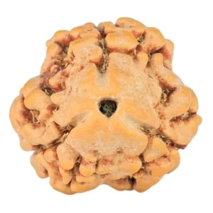 3 Mukhi Rudraksha 19.4mm 1.84gm - Rudraksha