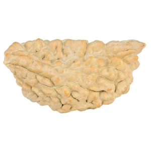1 Mukhi Rudraksha 36.9mm 3.7gm - Rudraksha