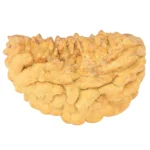 1 Mukhi Rudraksha 38.1mm 5.27gm - Rudraksha