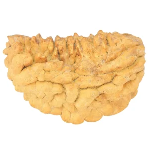 1 Mukhi Rudraksha 38.1mm 5.27gm - Rudraksha