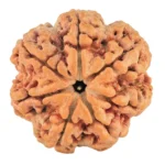 7 Mukhi Rudraksha 29.3mm 8.01gm - Rudraksha
