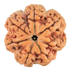 7 Mukhi Rudraksha 29.3mm 8.01gm - Rudraksha