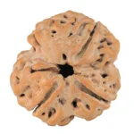 3 Mukhi Rudraksha 28.8mm 6.68gm - Rudraksha