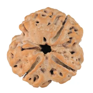 3 Mukhi Rudraksha 28.8mm 6.68gm - Rudraksha