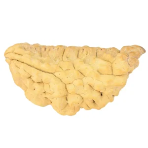 1 Mukhi Rudraksha 38.8mm 3.22gm - Rudraksha