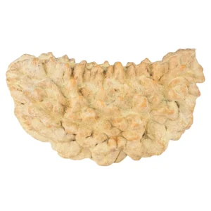 1 Mukhi Rudraksha 39.9mm 5.28gm - Rudraksha