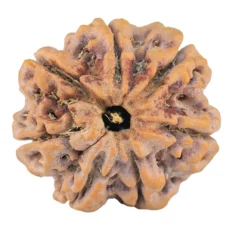 7 Mukhi Rudraksha 27.4mm 7.16gm - Rudraksha