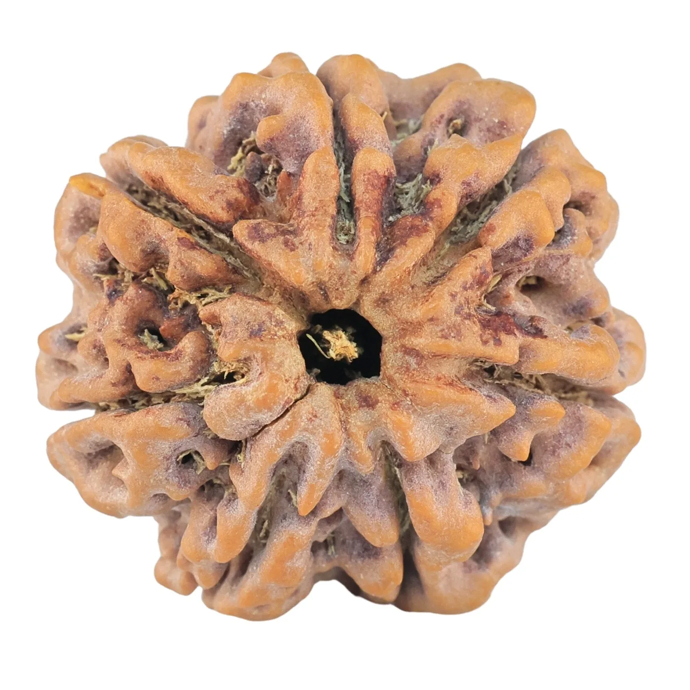 7 Mukhi Rudraksha 27.4mm 7.16gm