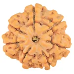 7 Mukhi Rudraksha 27mm 7.63gm - Rudraksha