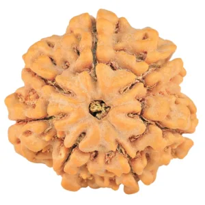 7 Mukhi Rudraksha 27mm 7.63gm - Rudraksha