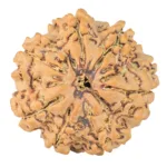 7 Mukhi Rudraksha 27mm 6.15gm - Rudraksha