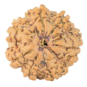 7 Mukhi Rudraksha 27mm 6.15gm - Rudraksha