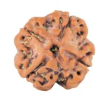 4 Mukhi Rudraksha 18.1mm 2.65gm - Rudraksha