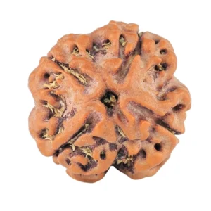 4 Mukhi Rudraksha 18.1mm 2.65gm - Rudraksha