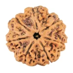 7 Mukhi Rudraksha 28.3mm 7gm - Rudraksha