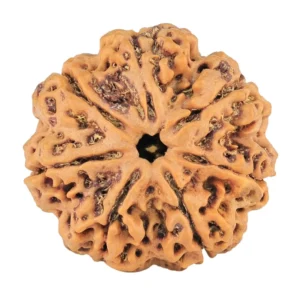7 Mukhi Rudraksha 28.3mm 7gm - Rudraksha
