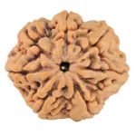 7 Mukhi Rudraksha 27.7mm 6.56gm - Rudraksha