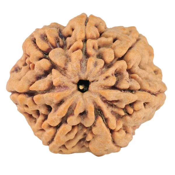 7 Mukhi Rudraksha 27.7mm 6.56gm - Rudraksha