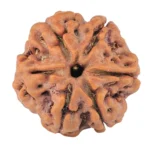 6 Mukhi Rudraksha 20.3mm 3.52gm - Rudraksha