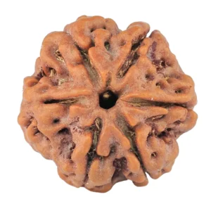 6 Mukhi Rudraksha 20.3mm 3.52gm - Rudraksha