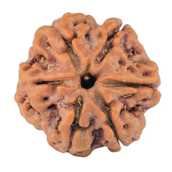 6 Mukhi Rudraksha 20.3mm 3.52gm - Rudraksha