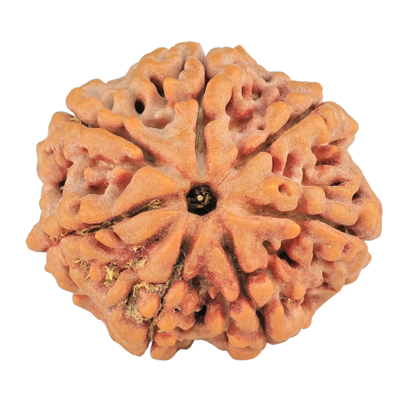 7 Mukhi Rudraksha 27.3mm 6.44gm