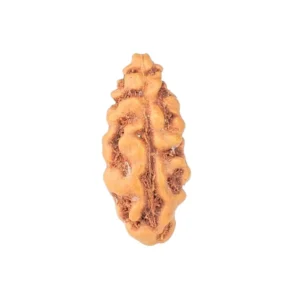 1 Mukhi Rudraksha 12.9mm 0.18gm - Rudraksha
