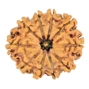10 Mukhi Rudraksha 26mm 3.65gm - Rudraksha