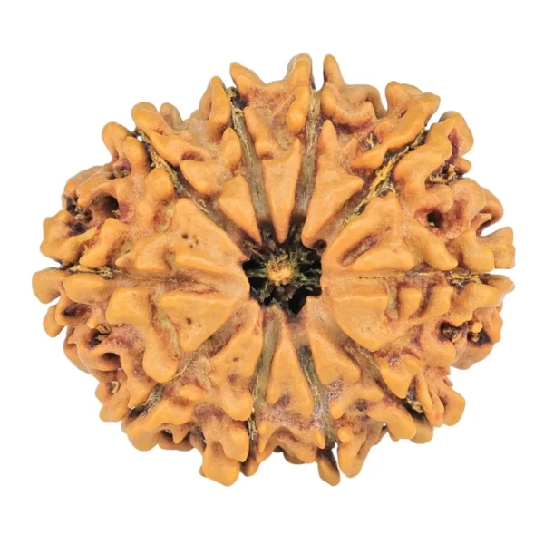 10 Mukhi Rudraksha 26mm 3.65gm - Rudraksha