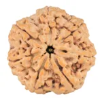 7 Mukhi Rudraksha 27.5mm 6.5gm - Rudraksha