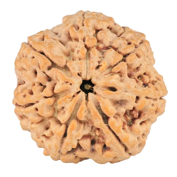 7 Mukhi Rudraksha 27.5mm 6.5gm - Rudraksha
