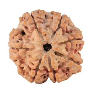 7 Mukhi Rudraksha 28.3mm 7.68gm - Rudraksha