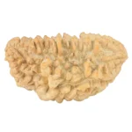 1 Mukhi Rudraksha 38.6mm 5.93gm - Rudraksha