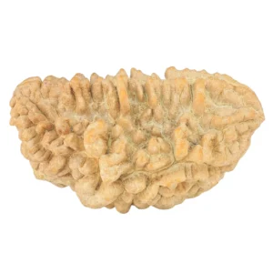 1 Mukhi Rudraksha 38.6mm 5.93gm - Rudraksha