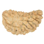 1 Mukhi Rudraksha 35mm 4.84gm - Rudraksha