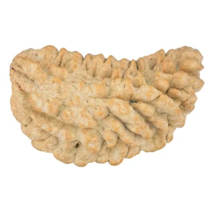 1 Mukhi Rudraksha 35mm 4.84gm - Rudraksha