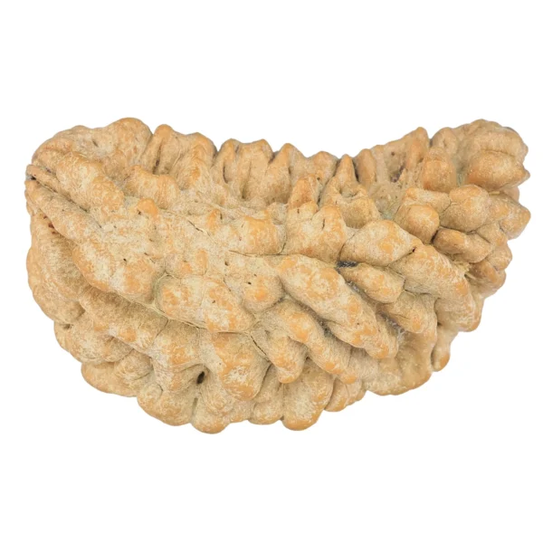 1 Mukhi Rudraksha 35mm 4.84gm - Rudraksha