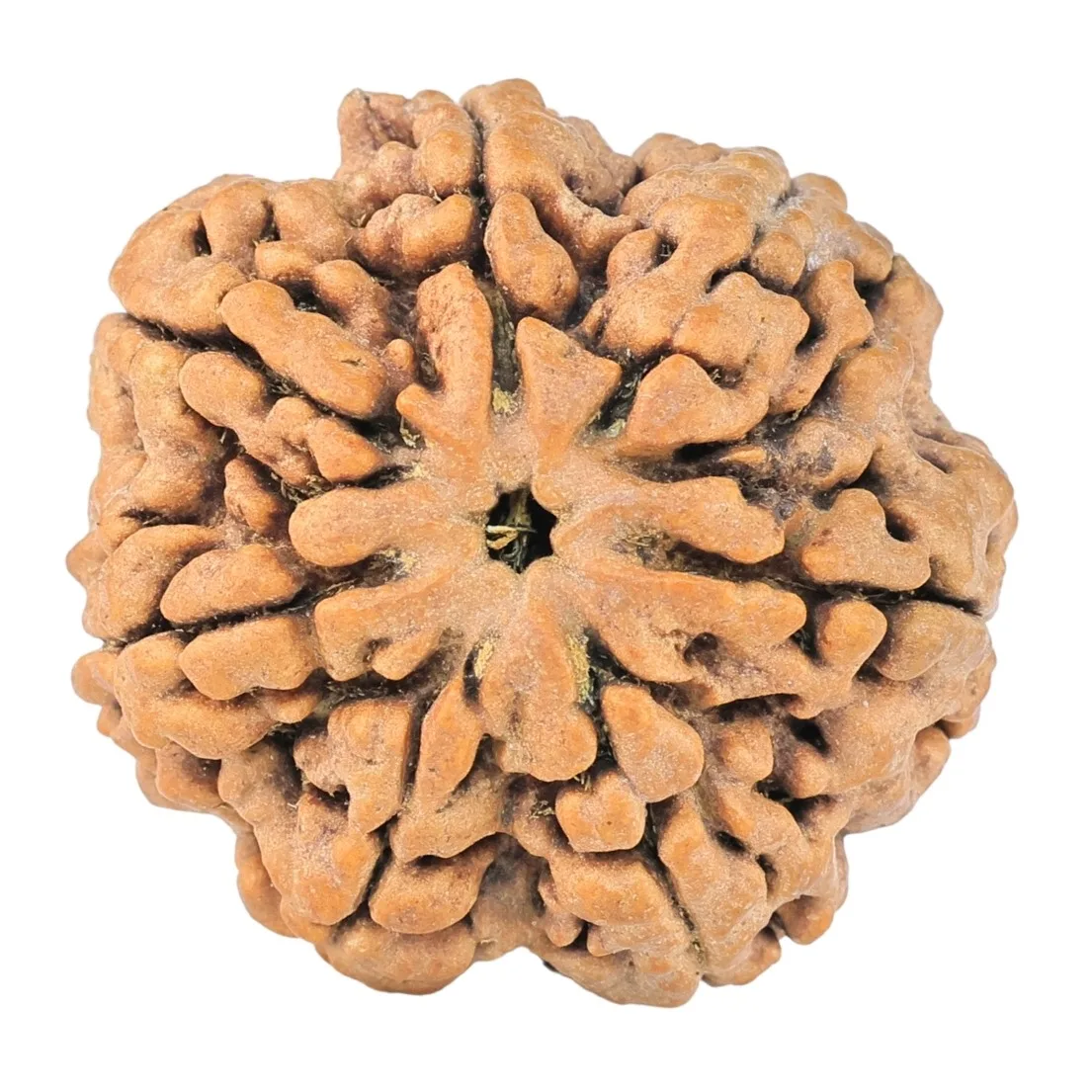 7 Mukhi Rudraksha 28mm 6.5gm