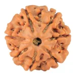 7 Mukhi Rudraksha 21mm 3.58gm - Rudraksha