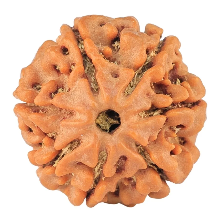 7 Mukhi Rudraksha 21mm 3.58gm - Rudraksha