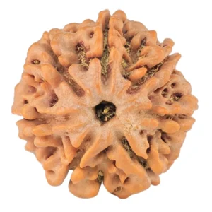 7 Mukhi Rudraksha 22.3mm 4.26gm - Rudraksha