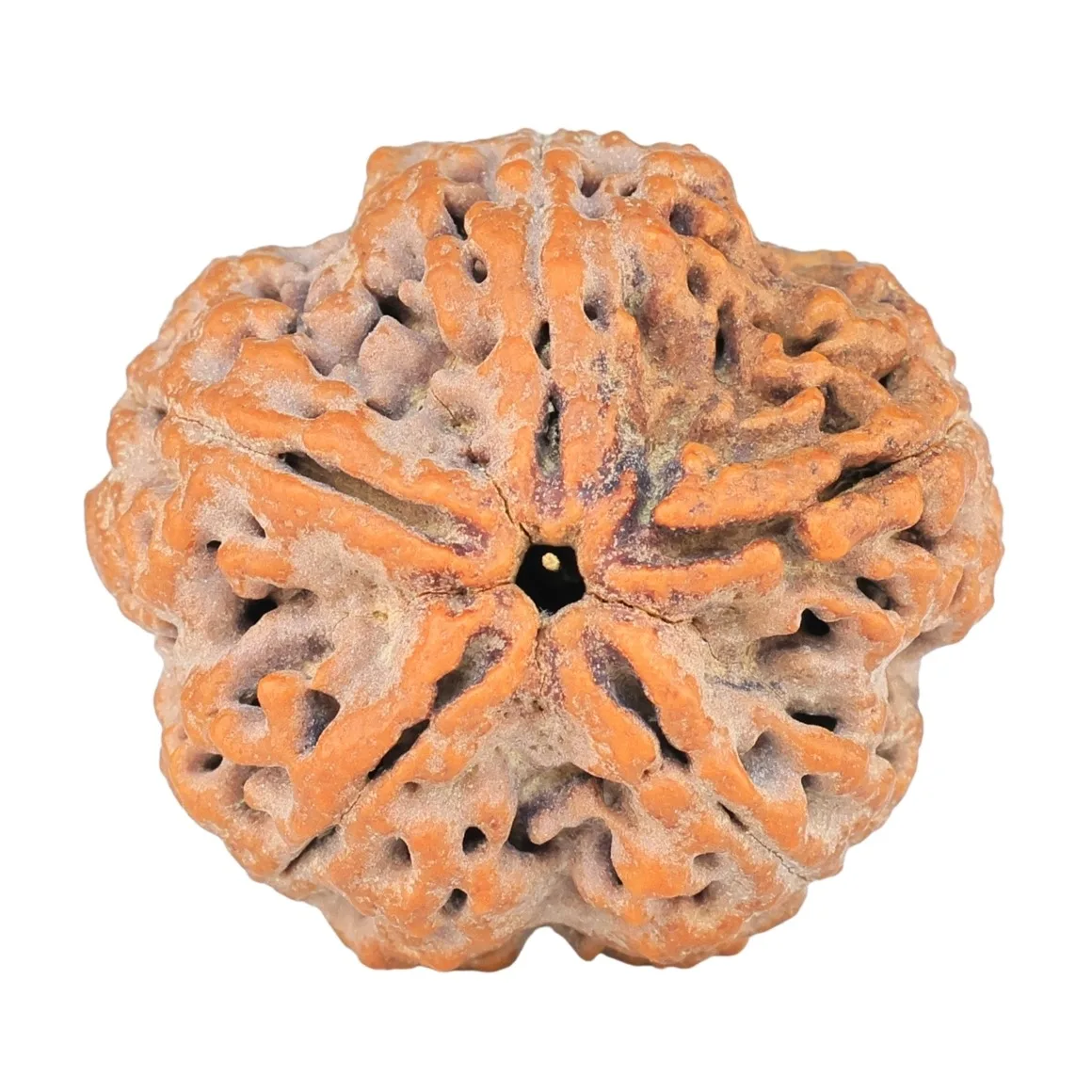 5 Mukhi Rudraksha 27.2mm 7.93gm - Rudraksha