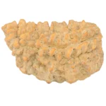 1 Mukhi Rudraksha 34mm 4.74gm - Rudraksha