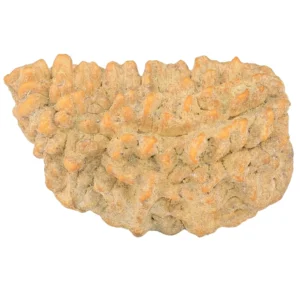 1 Mukhi Rudraksha 34mm 4.74gm - Rudraksha